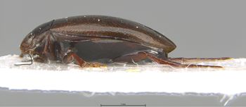 Media type: image;   Entomology 6026 Aspect: habitus lateral view